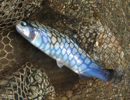 難しすぎるぞ！天竜川ルアーフライ専用区